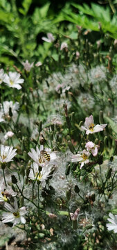 花和蜜蜂