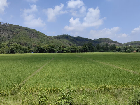 青原山稻田