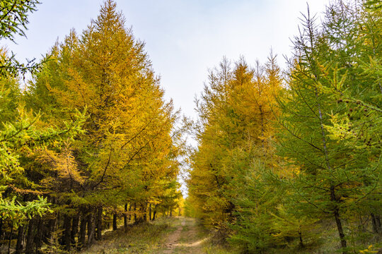 张北草原天路桦皮岭的秋季美景