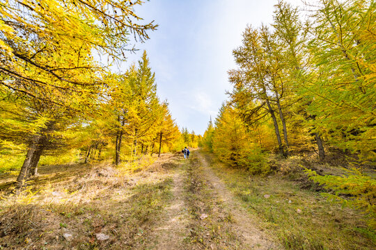 张北草原天路桦皮岭的秋季美景
