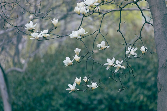 白玉兰花