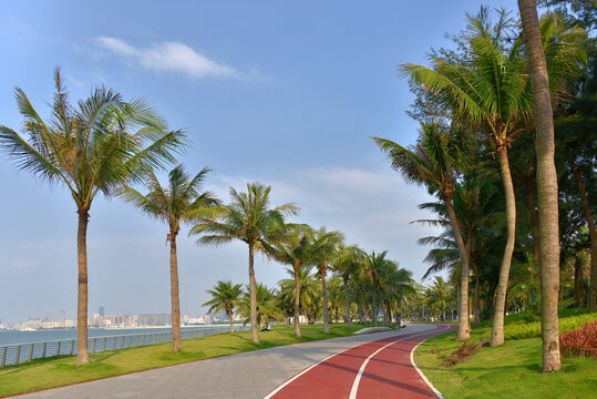 海口椰林步道