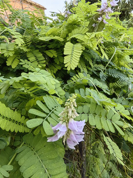 鸡骨草花