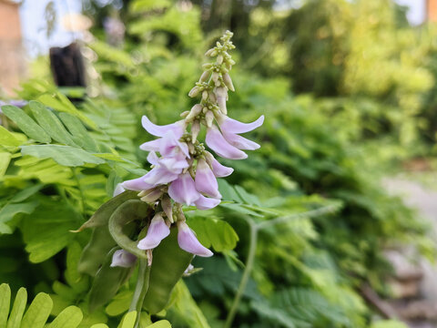 鸡骨草花