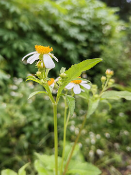 鬼针草白花