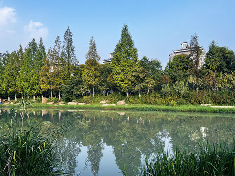 河边树林风景