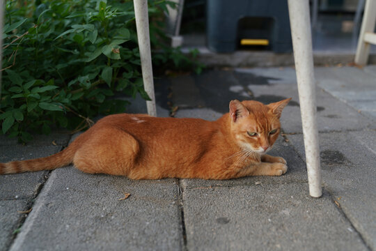 小猫猫萌宠宠物猫可爱萌猫