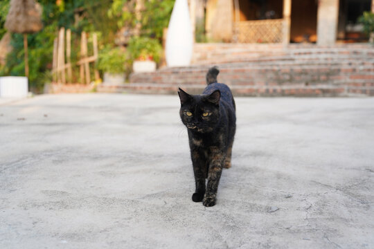 小猫猫萌宠宠物猫可爱萌猫