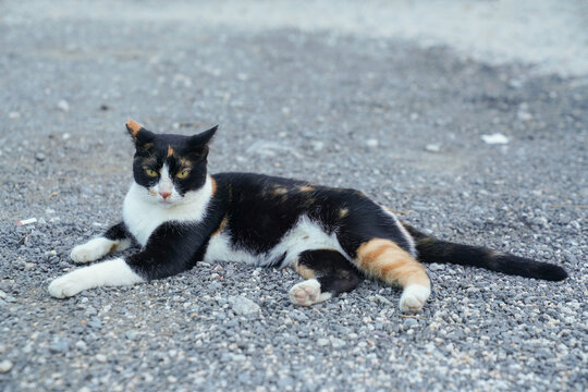 小猫猫萌宠宠物猫可爱萌猫