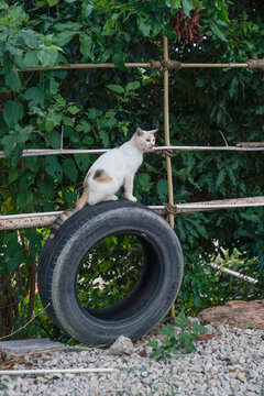 小猫猫萌宠宠物猫可爱萌猫