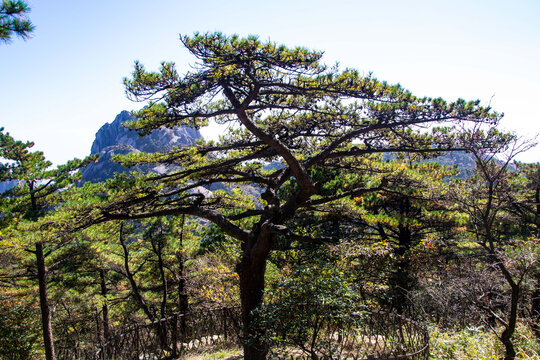 安徽黄山风景区