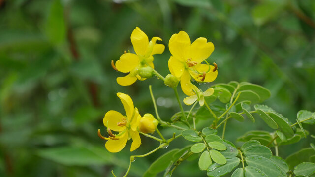 决明花