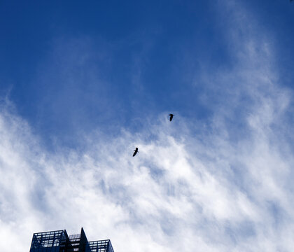 小鸟飞过天空