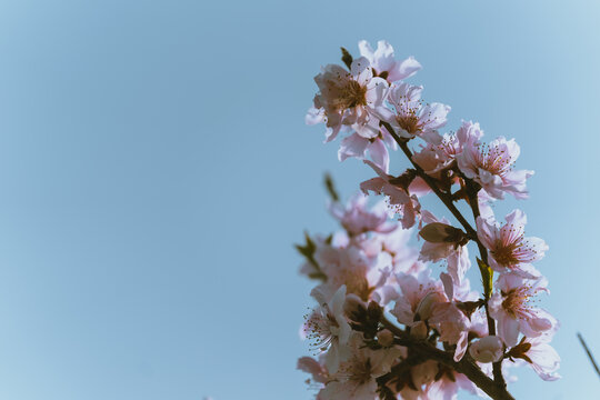 春天里的桃花