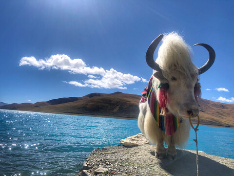 西藏旅游自然风景羊卓雍措牦牛