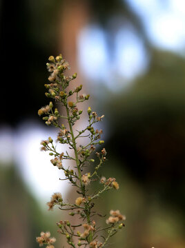 小蓬草