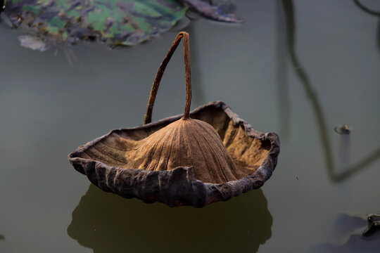 水面残荷荷叶