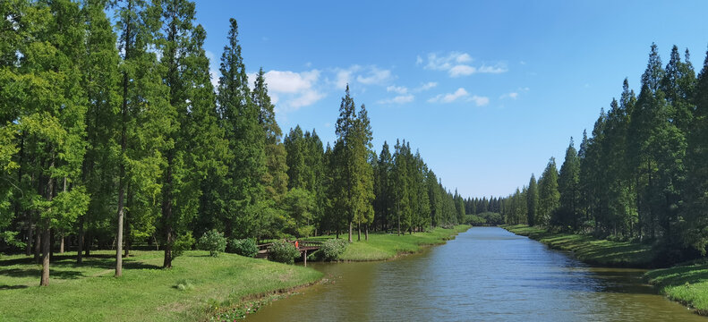 盐城黄海森林公园