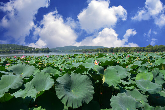 杭州西湖