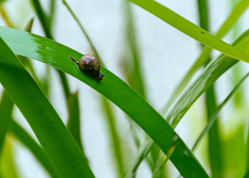 雨后蜗牛