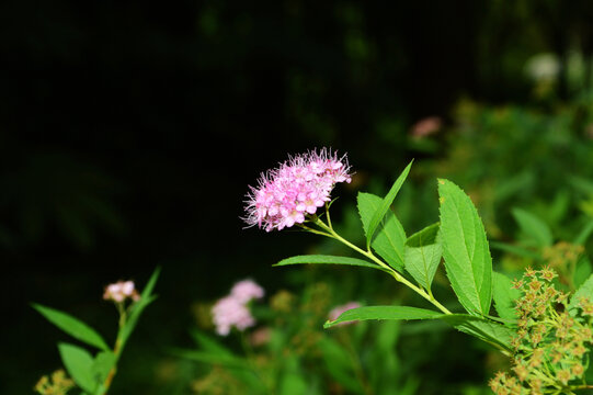 绣线菊