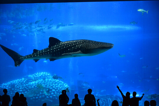 鲸鲨水族馆