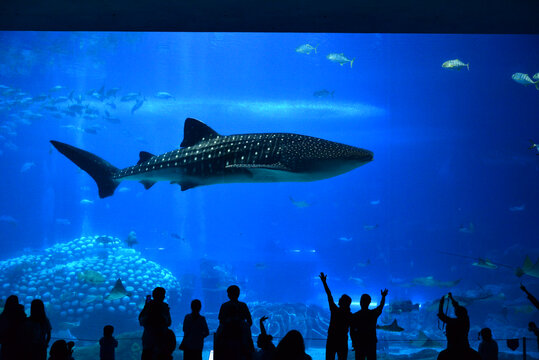 鲸鲨水族馆