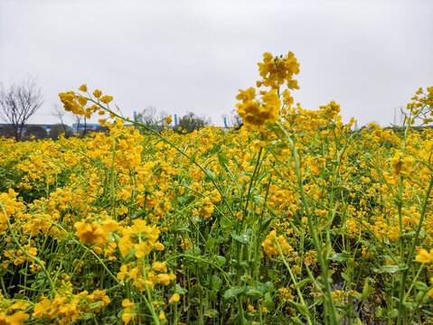 油菜花