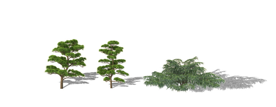 高清松樹