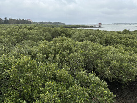 广东湛江特呈岛红树林观光景区