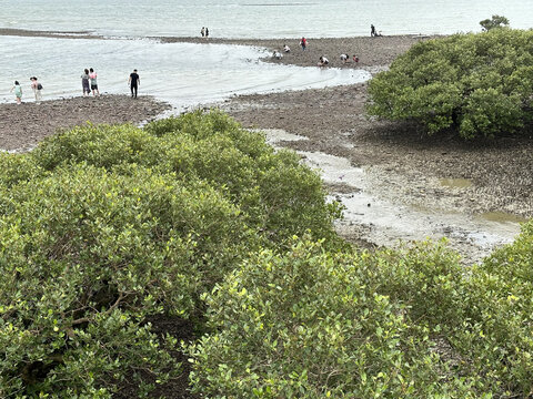 广东湛江特呈岛红树林观光景区