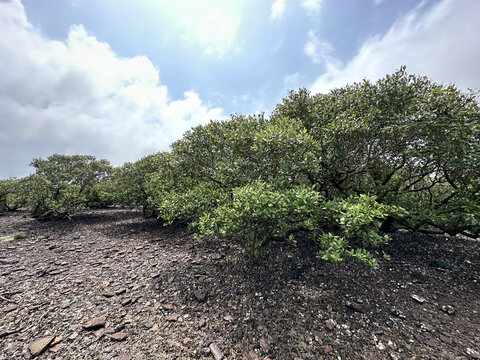 广东湛江特呈岛红树林观光景区