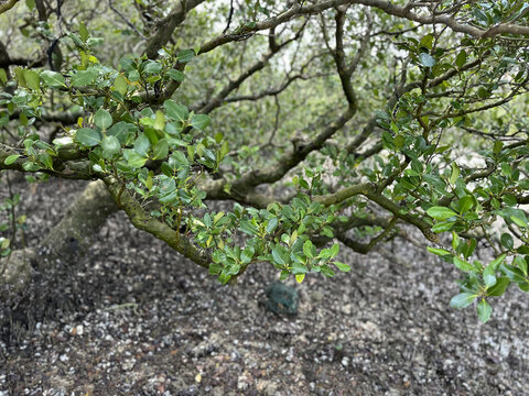 广东湛江特呈岛红树林观光景区