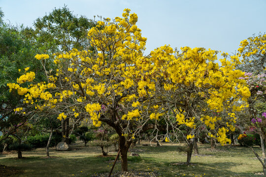盛开的黄花风铃木