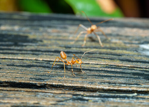 勤劳的黄色小蚂蚁