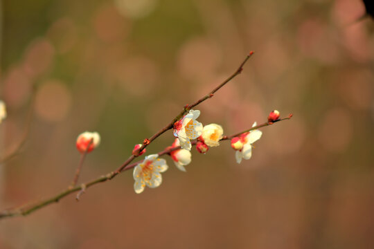 梅花