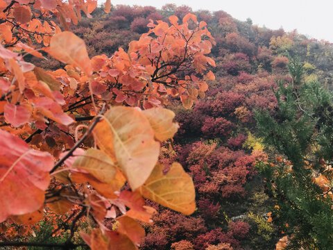 舞彩浅山