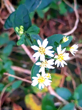 向阳花开