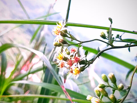 向阳花开