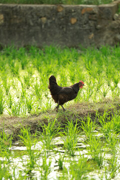 乡野走地鸡