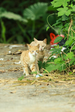 野猫