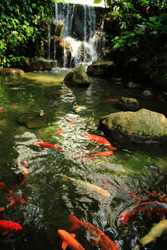 锦鲤池