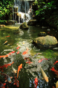 锦鲤池