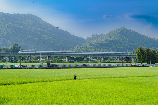 稻田乡村