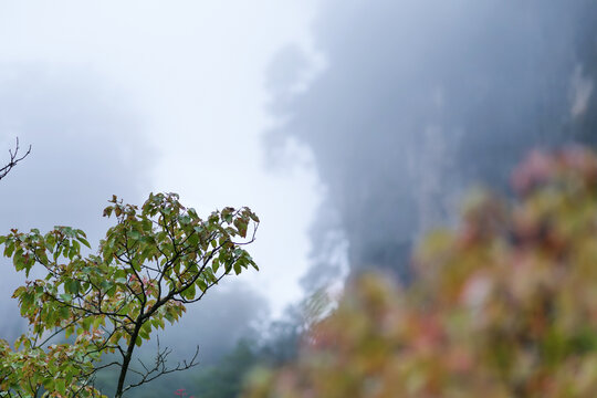 光雾山