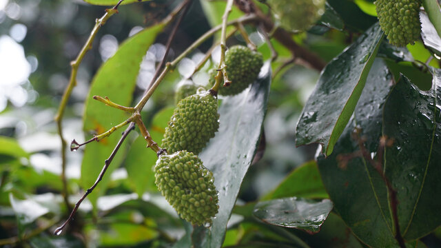 荔枝树果实