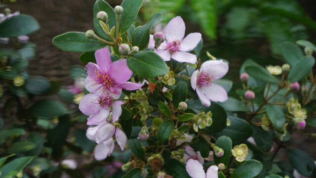 岗稔开花