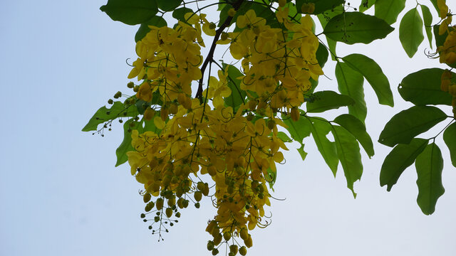 黄金雨