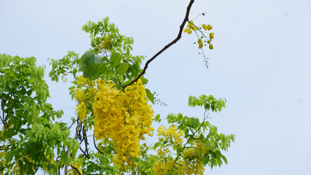 波斯皂荚