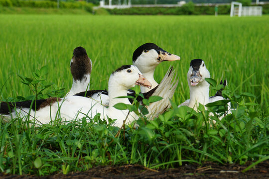 农家土鸭